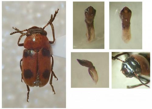 Coptocephala linnaeana